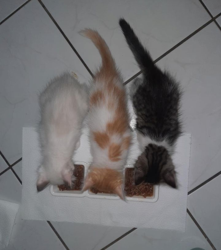 Ragdoll Mix Kitten Abgabebereit