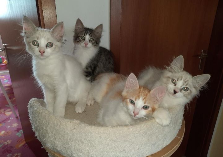 Ragdoll Mix Kitten Abgabebereit