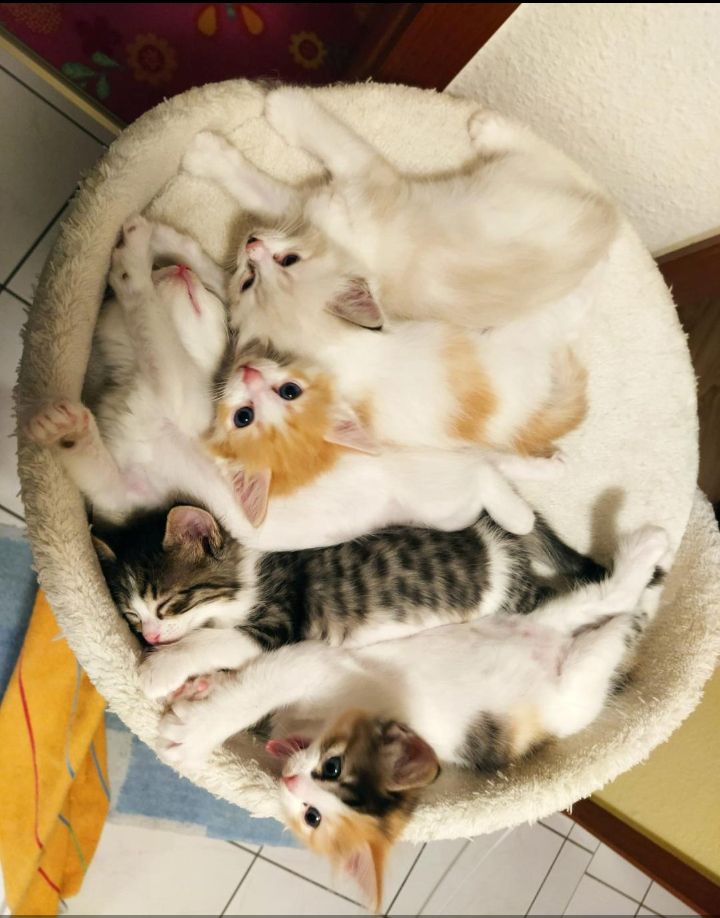 Ragdoll Mix Kitten Abgabebereit