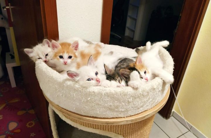 Ragdoll Mix Kitten Abgabebereit