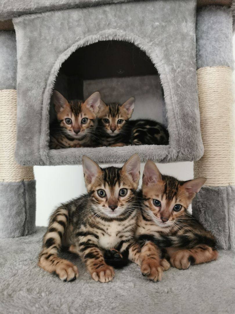 Bengalkitten suchen neue Zuhause