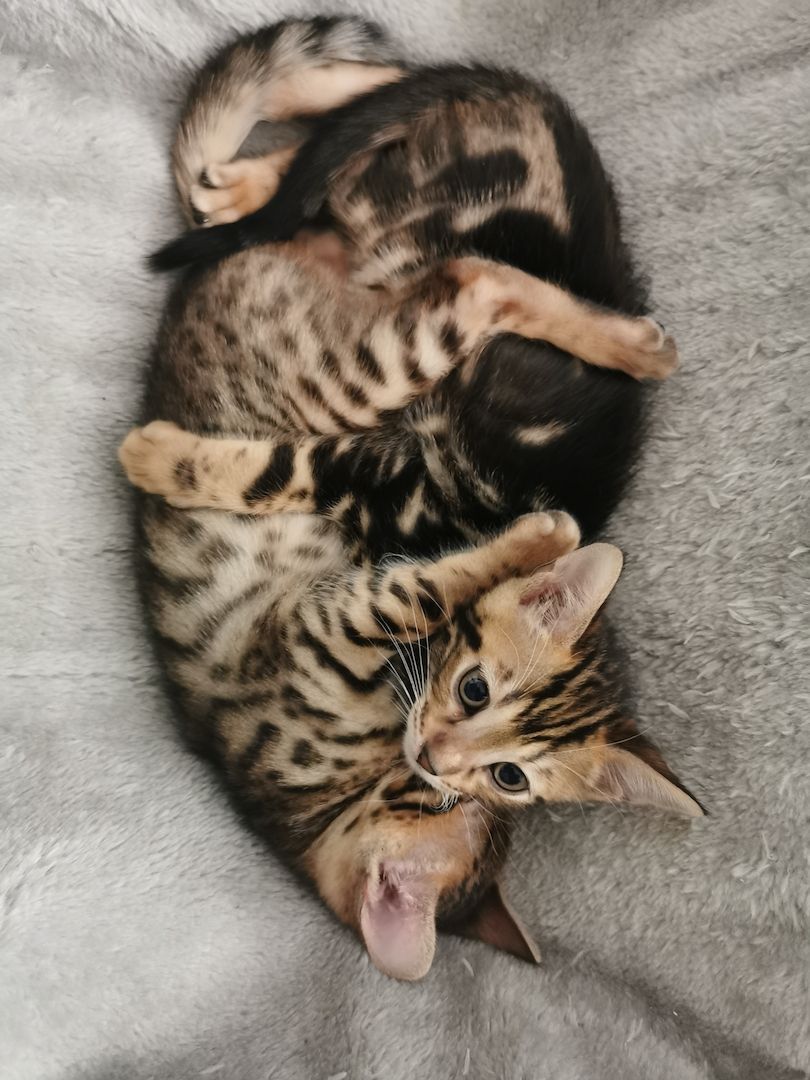 Bengalkitten suchen neue Zuhause