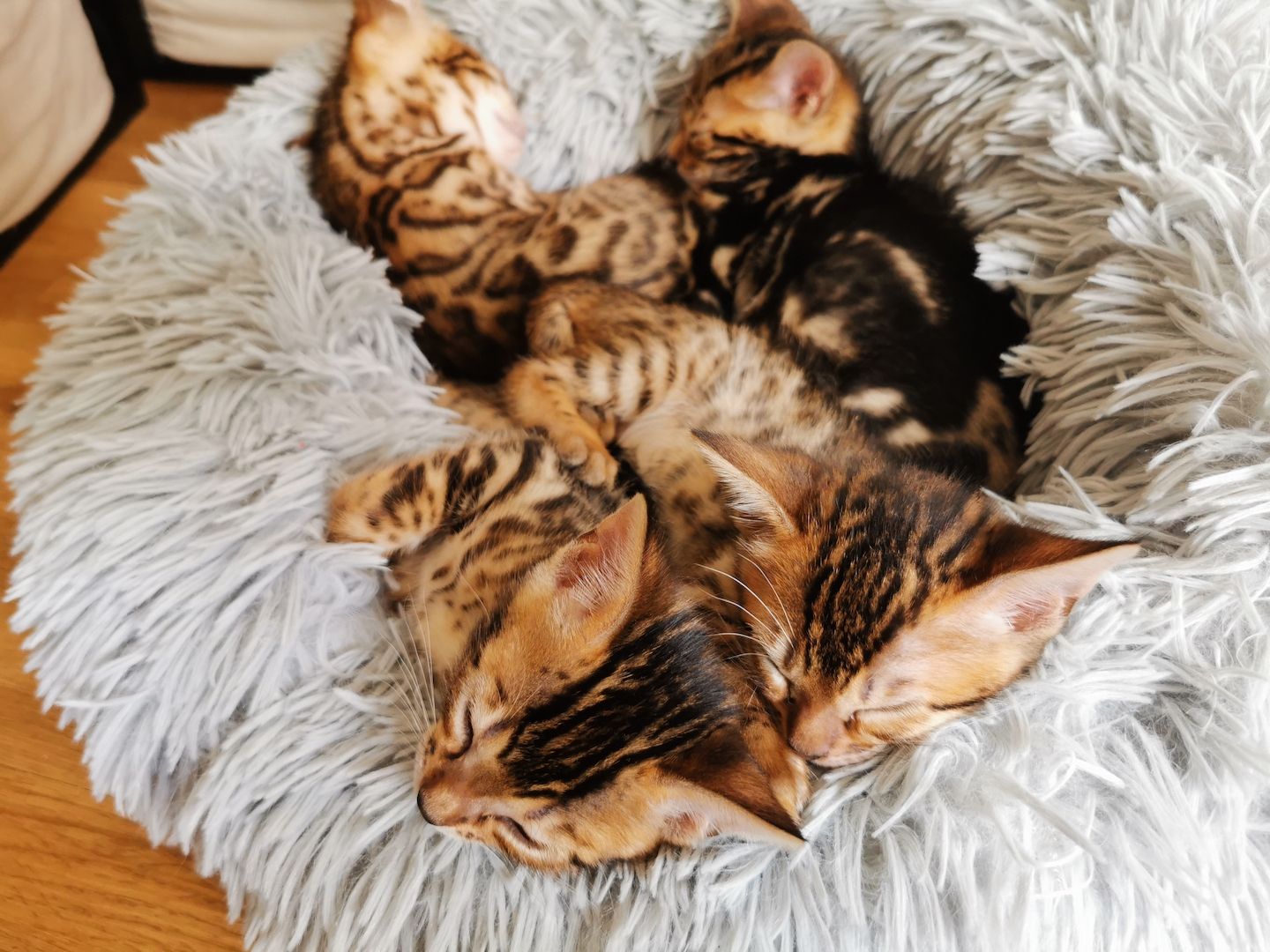 Bengalkitten suchen neue Zuhause
