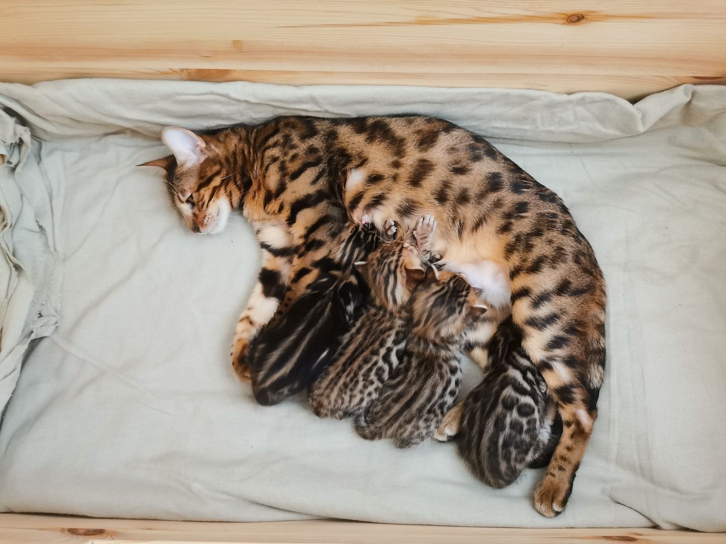 Bengalkitten suchen neue Zuhause
