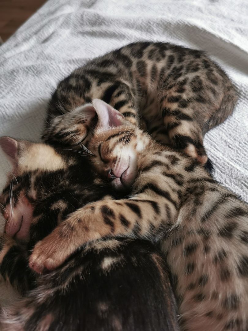 Bengalkitten suchen neue Zuhause