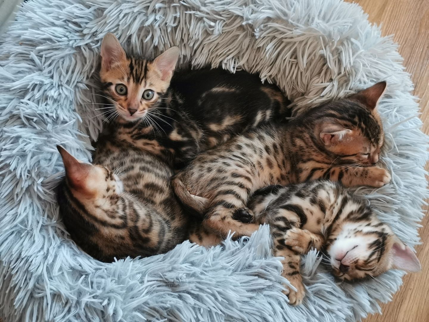 Bengalkitten suchen neue Zuhause