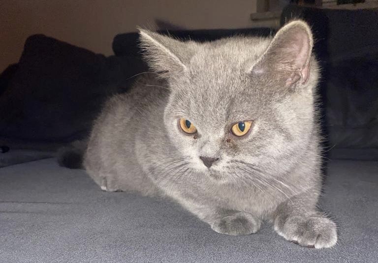 Reinrassiges BKH Kitten