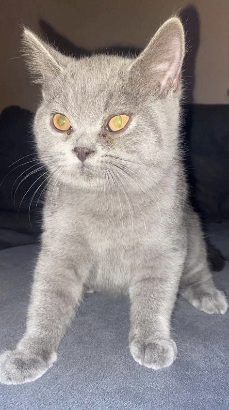 Reinrassiges BKH Kitten