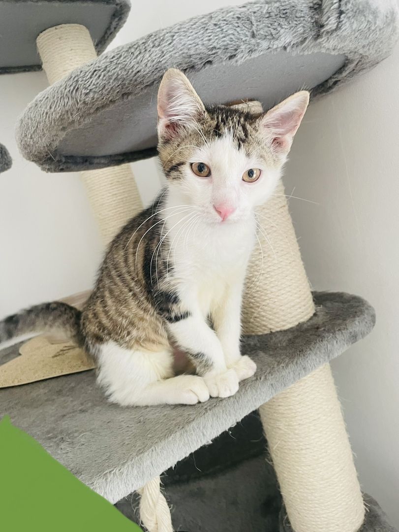 Beng. Mix Kitten Beng. Mix Kitten