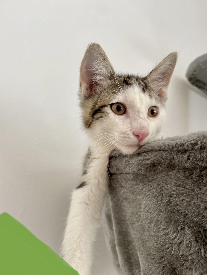 Beng. Mix Kitten Beng. Mix Kitten