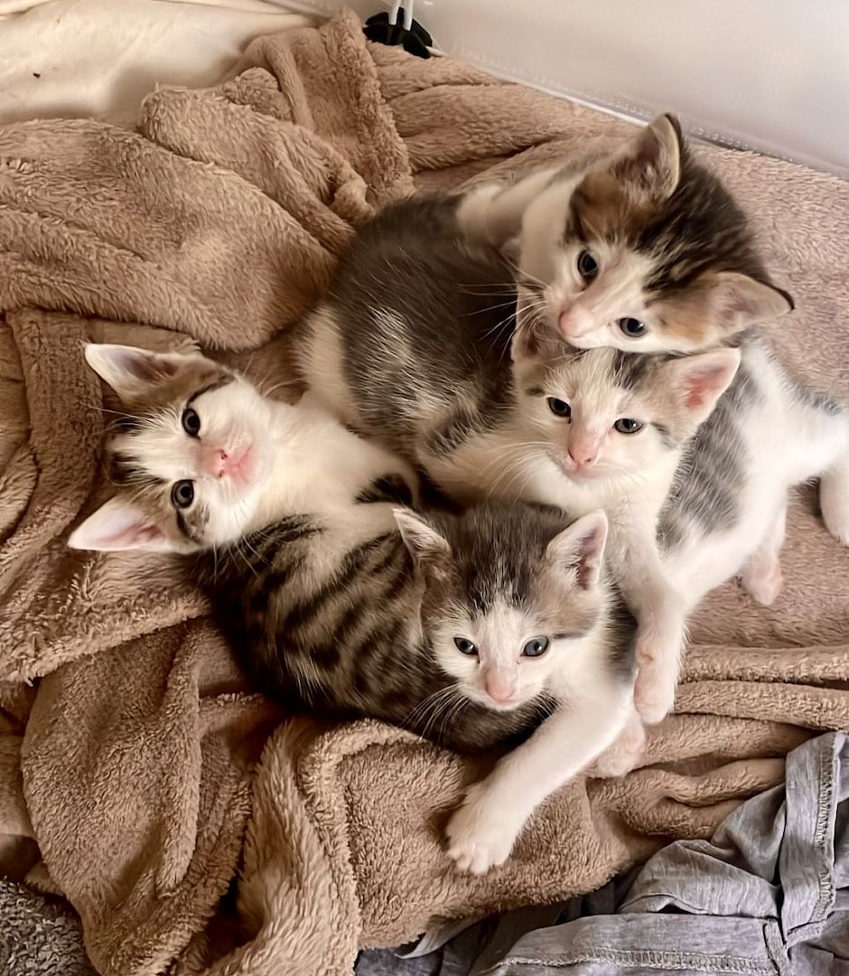 Beng. Mix Kitten Beng. Mix Kitten