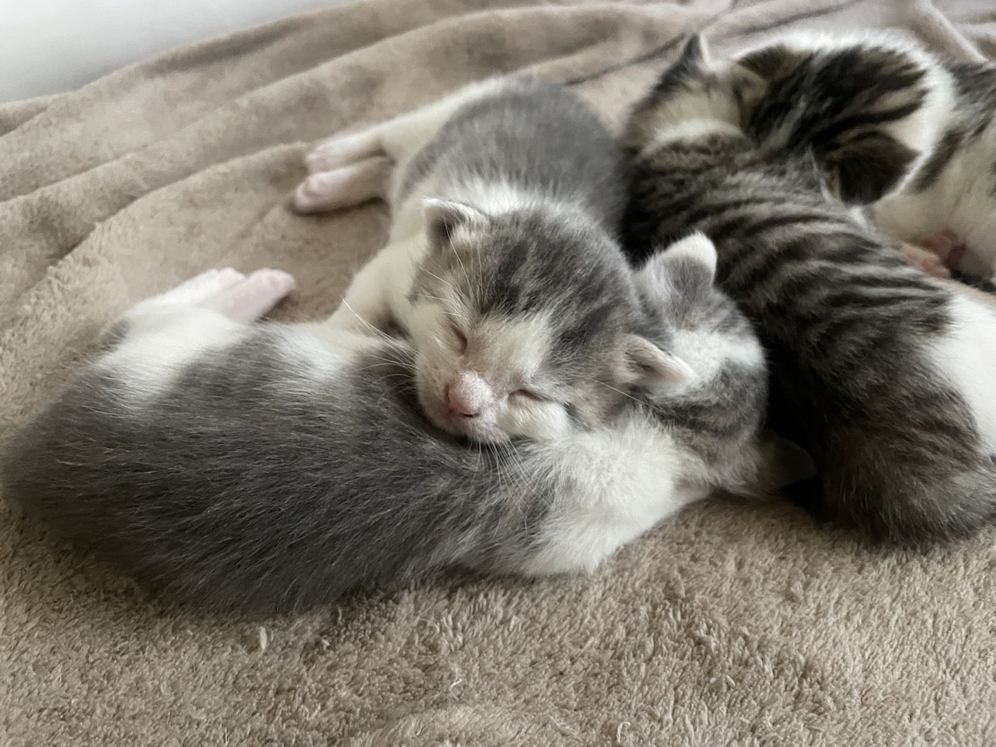 Beng. Mix Kitten Beng. Mix Kitten