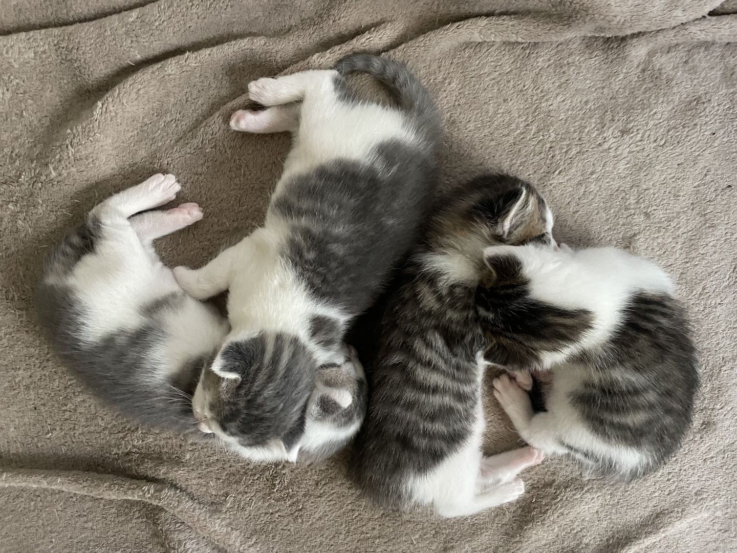 Beng. Mix Kitten Beng. Mix Kitten