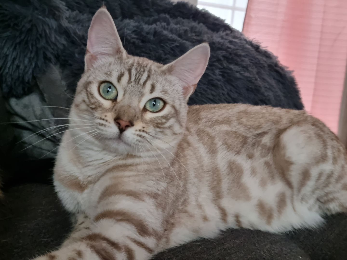Bengal Kätzin abzugeben