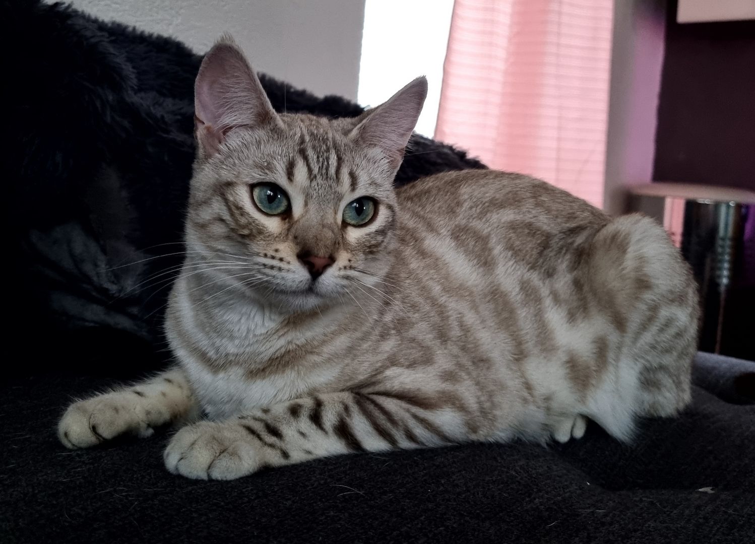 Bengal Kätzin abzugeben
