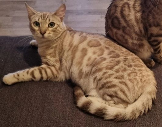Bengal Kätzin abzugeben