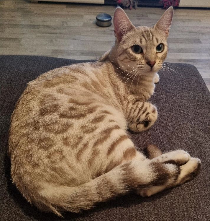 Bengal Kätzin abzugeben