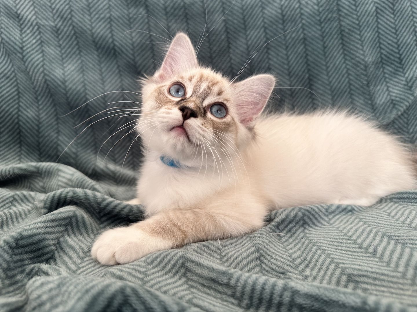 Ragdoll Kätzchen mit Stammbaum 