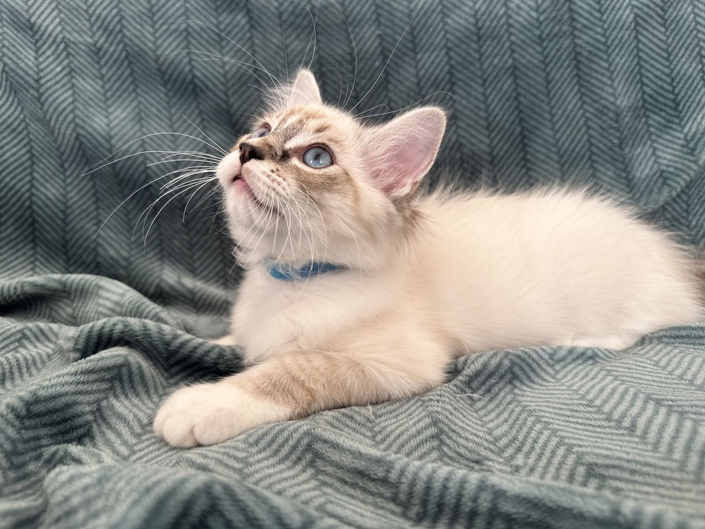 Ragdoll Kätzchen mit Stammbaum 