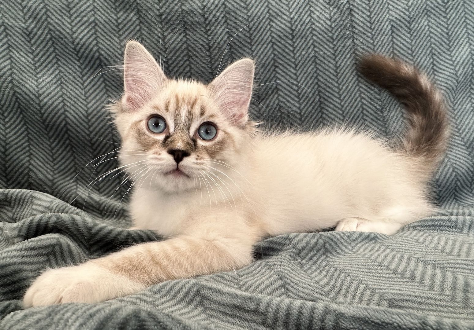 Ragdoll Kätzchen mit Stammbaum 