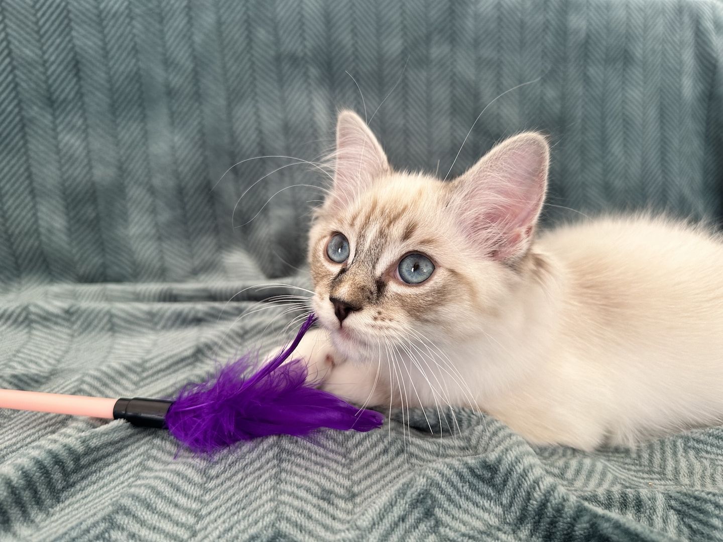 Ragdoll Kätzchen mit Stammbaum 