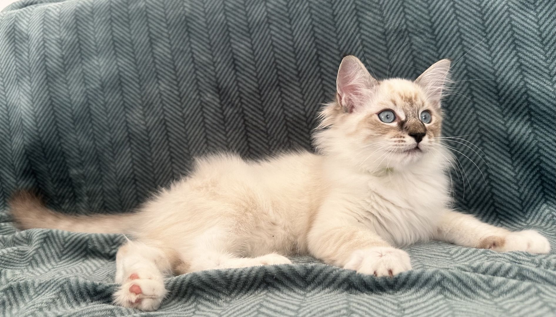 Ragdoll Kätzchen mit Stammbaum 