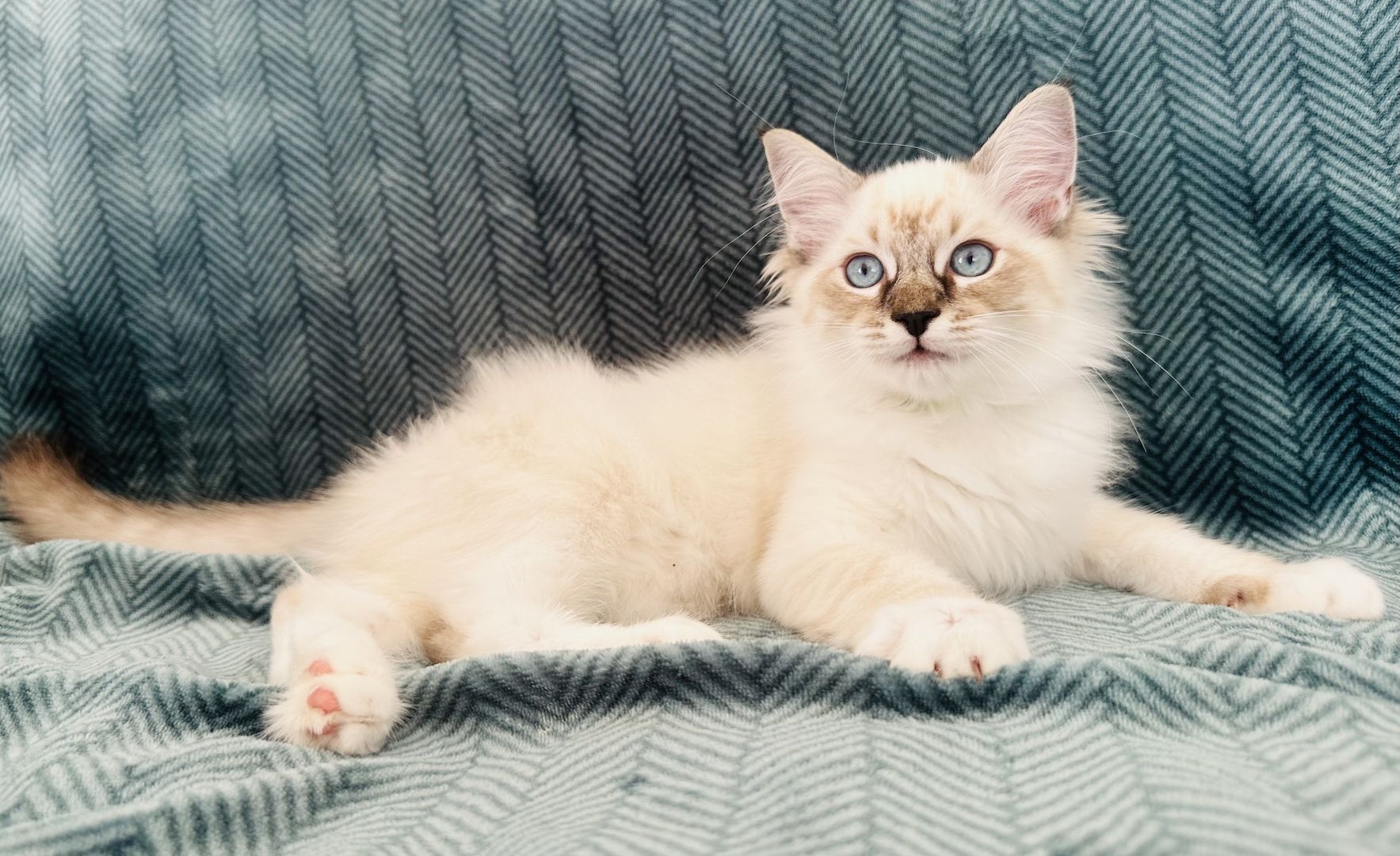 Ragdoll Kätzchen mit Stammbaum 