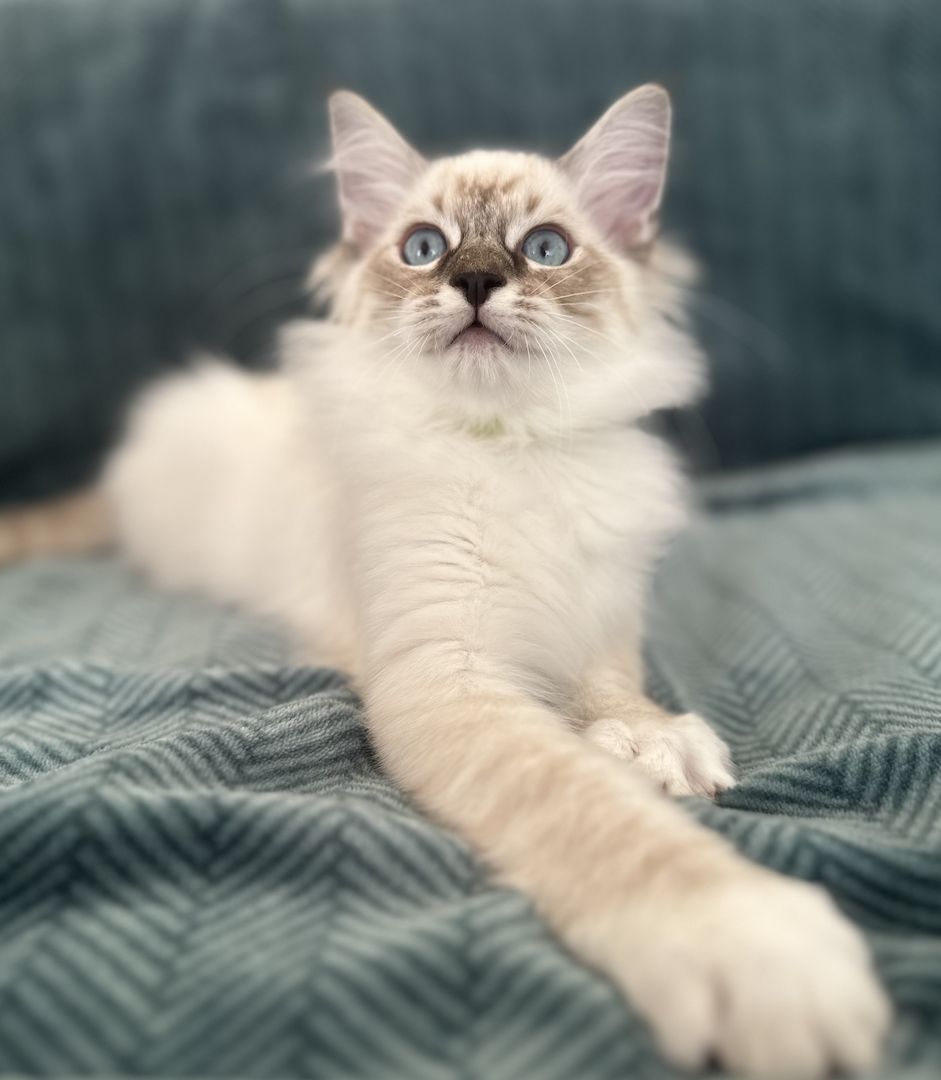 Ragdoll Kätzchen mit Stammbaum 