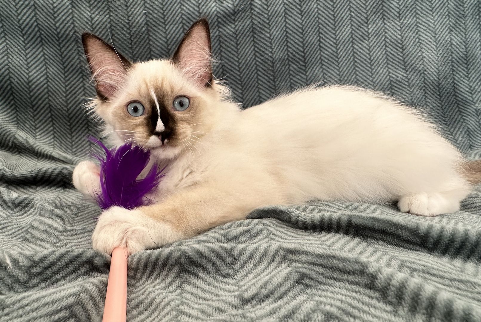 Ragdoll Kätzchen mit Stammbaum 