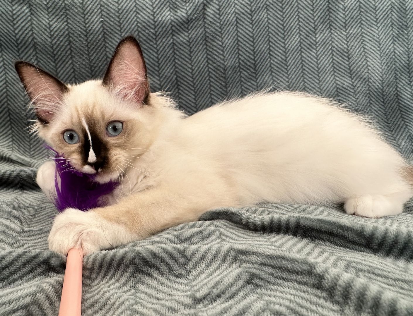 Ragdoll Kätzchen mit Stammbaum 