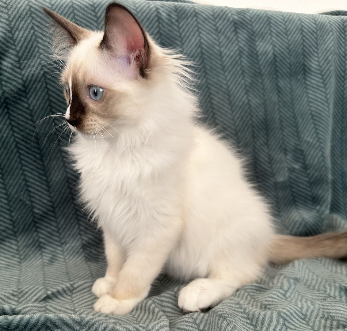 Ragdoll Kätzchen mit Stammbaum 