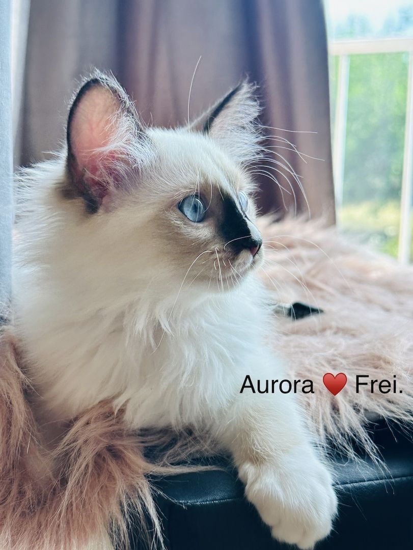 Ragdoll Kätzchen mit Stammbaum 