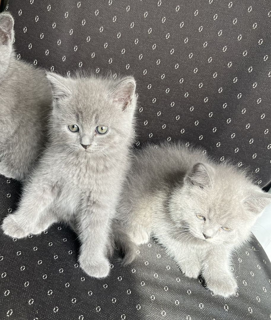 BKH Kitten Reinrassig Katzenbabys