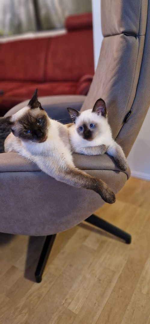 Reinrassiges Siam Kätzchen ab 22.08. zu verkaufen