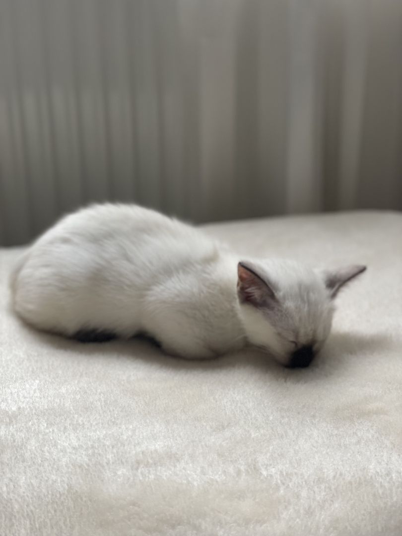 Reinrassiges Siam Kätzchen ab 22.08. zu verkaufen