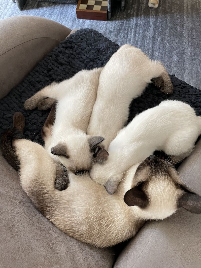 Reinrassiges Siam Kätzchen ab 22.08. zu verkaufen