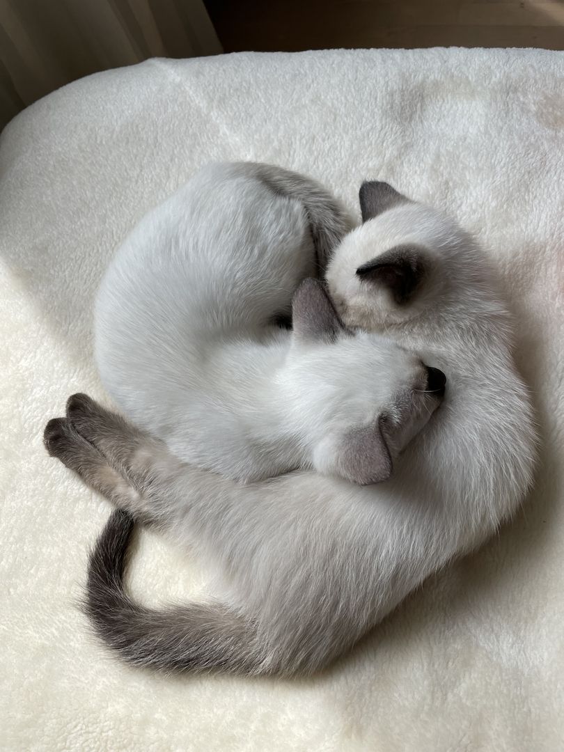 Reinrassiges Siam Kätzchen ab 22.08. zu verkaufen