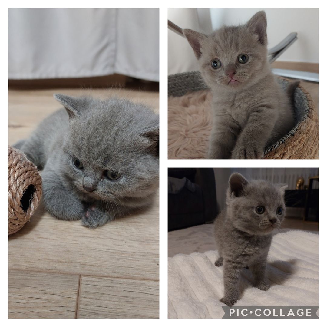 BKH Kitten Reinrassig