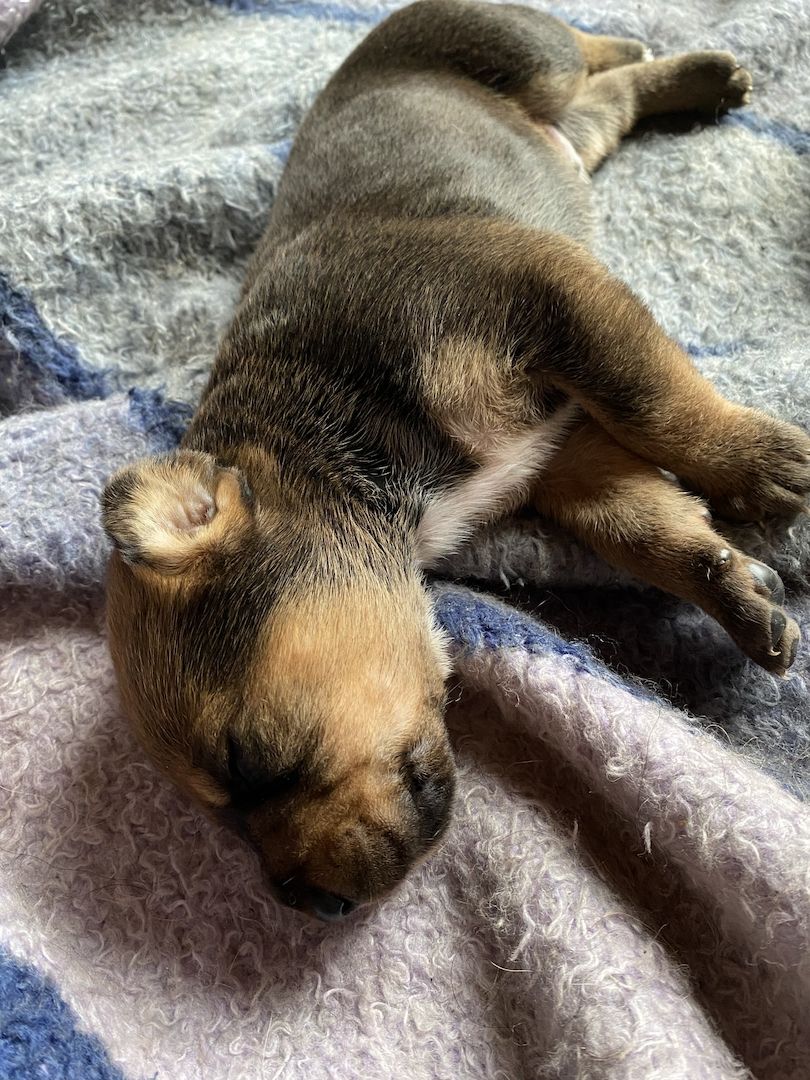 Bernersennen- Ridgebackmix