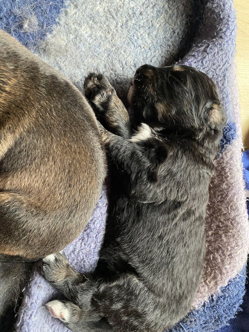 Bernersennen- Ridgebackmix