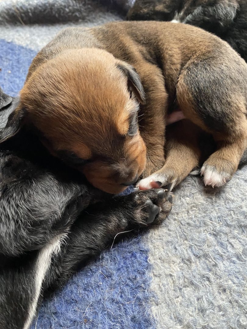 Bernersennen- Ridgebackmix