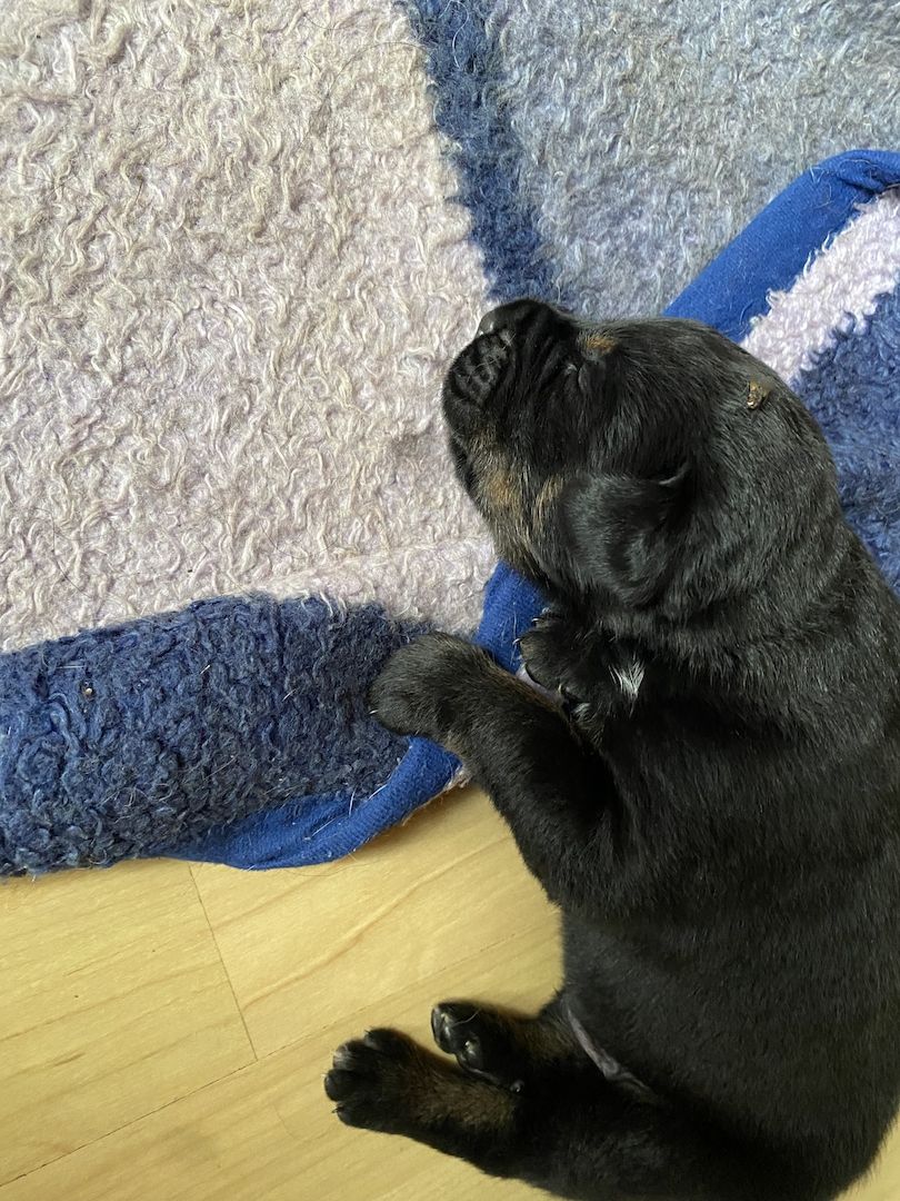 Bernersennen- Ridgebackmix