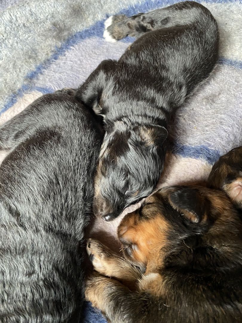 Bernersennen- Ridgebackmix