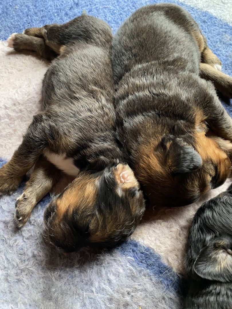 Bernersennen- Ridgebackmix