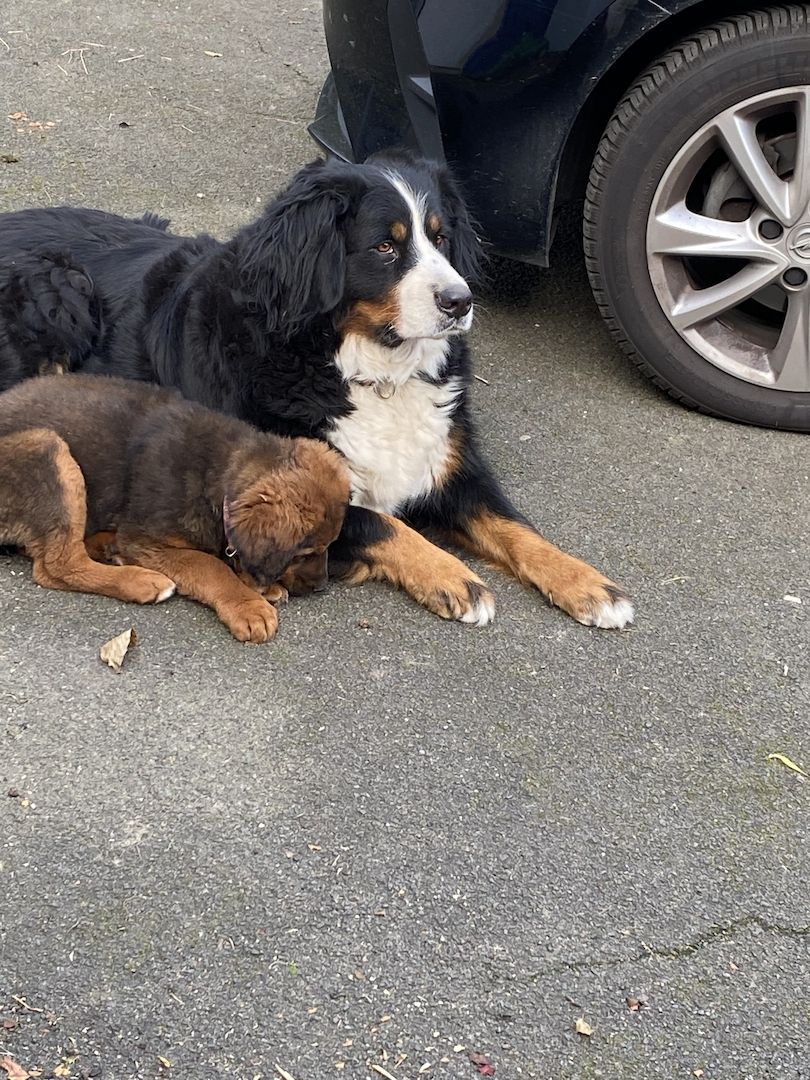 Bernersennen- Ridgebackmix