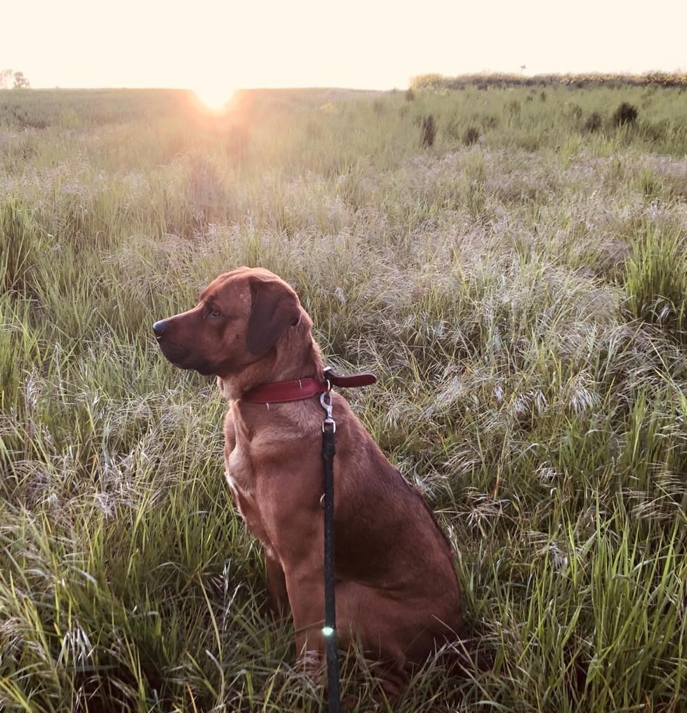 Bernersennen- Ridgebackmix