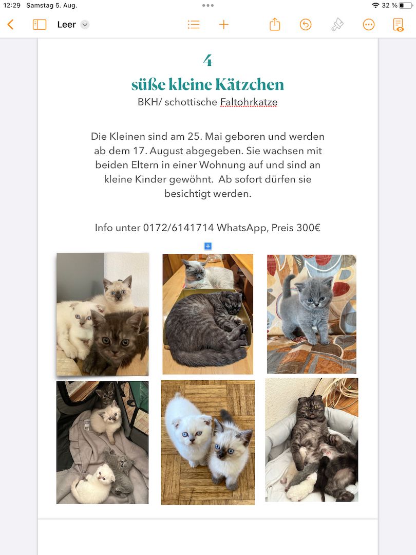 Vier süße kleine Kätzchen suchen schöne Plätzchen