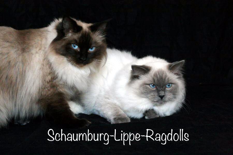 Ragdoll Kätzchen mit Stammbaum !