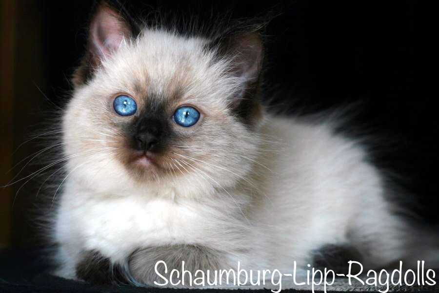 Ragdoll Kätzchen mit Stammbaum !