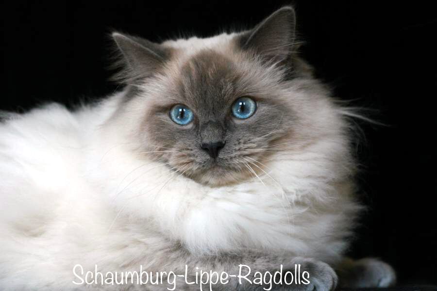 Ragdoll Kätzchen mit Stammbaum !